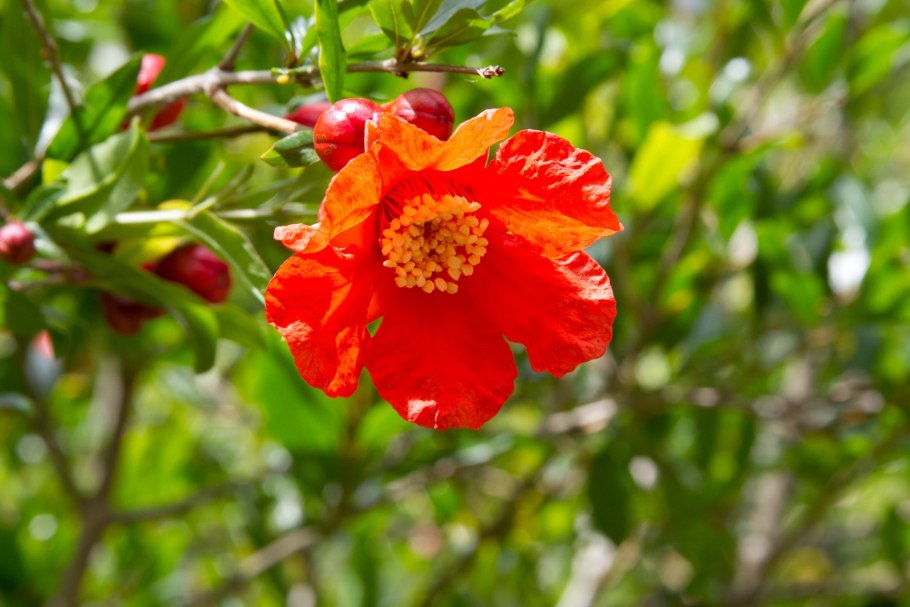 Гранат Punica granatum