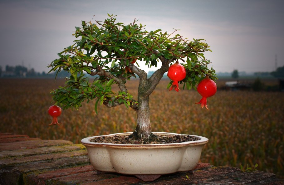 Punica granatum дерево