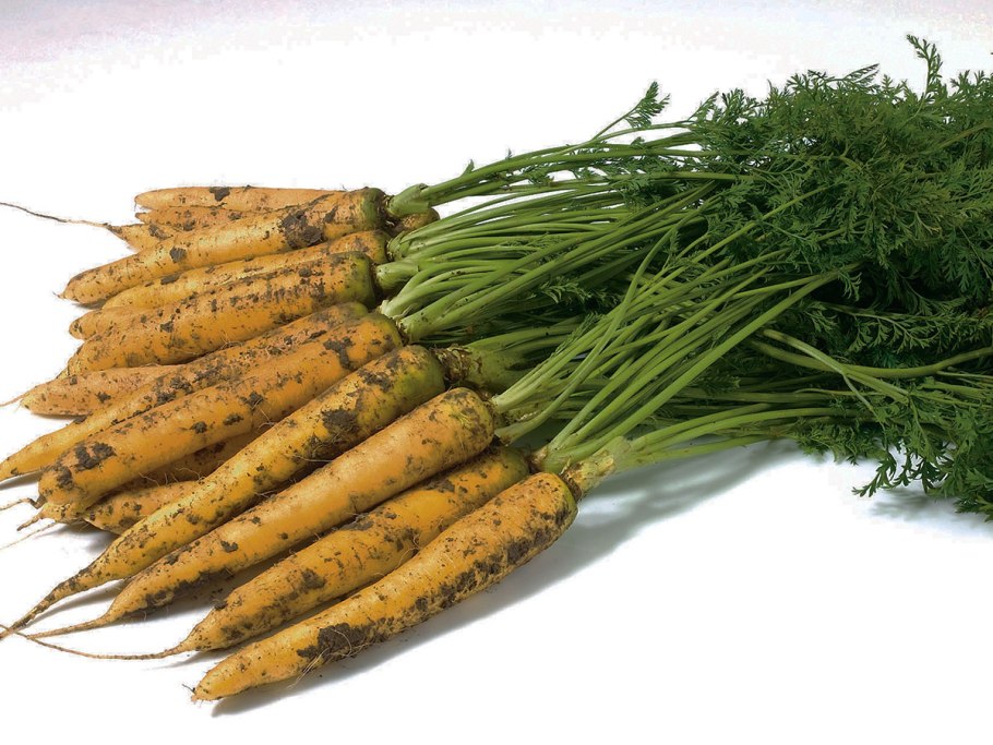 ‘Yellowstone’ морковь