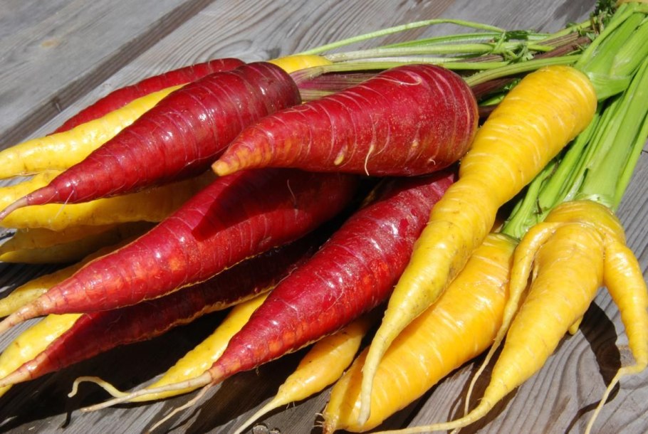 Сорта желтой моркови для плова