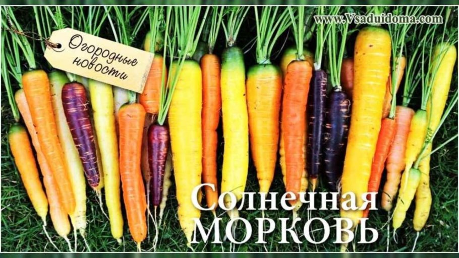 Морковь Дикая (Daucus carota) сорт дара