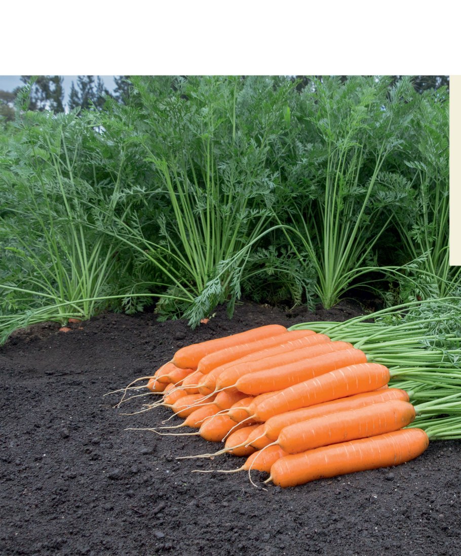 Морковь Натуна семена