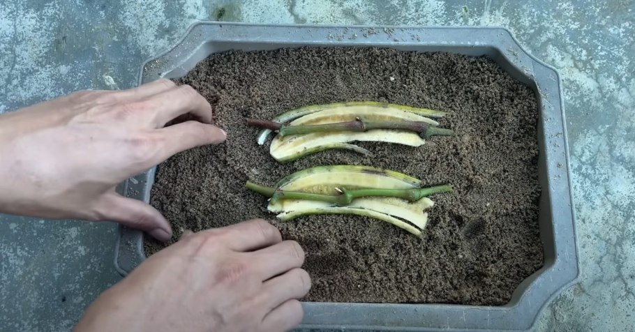Драцена Маргината черенкование