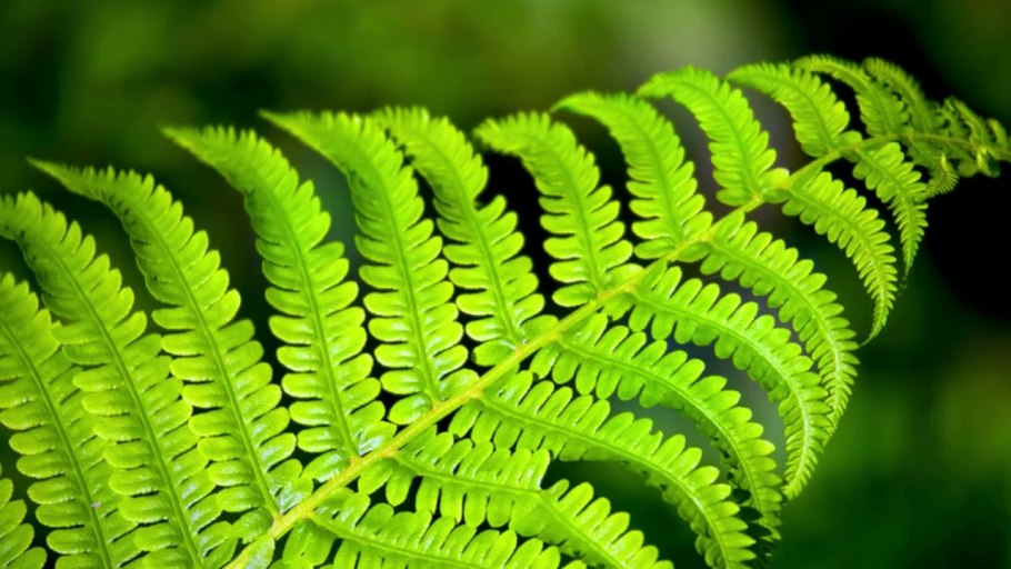 Dryopteris filix-mas