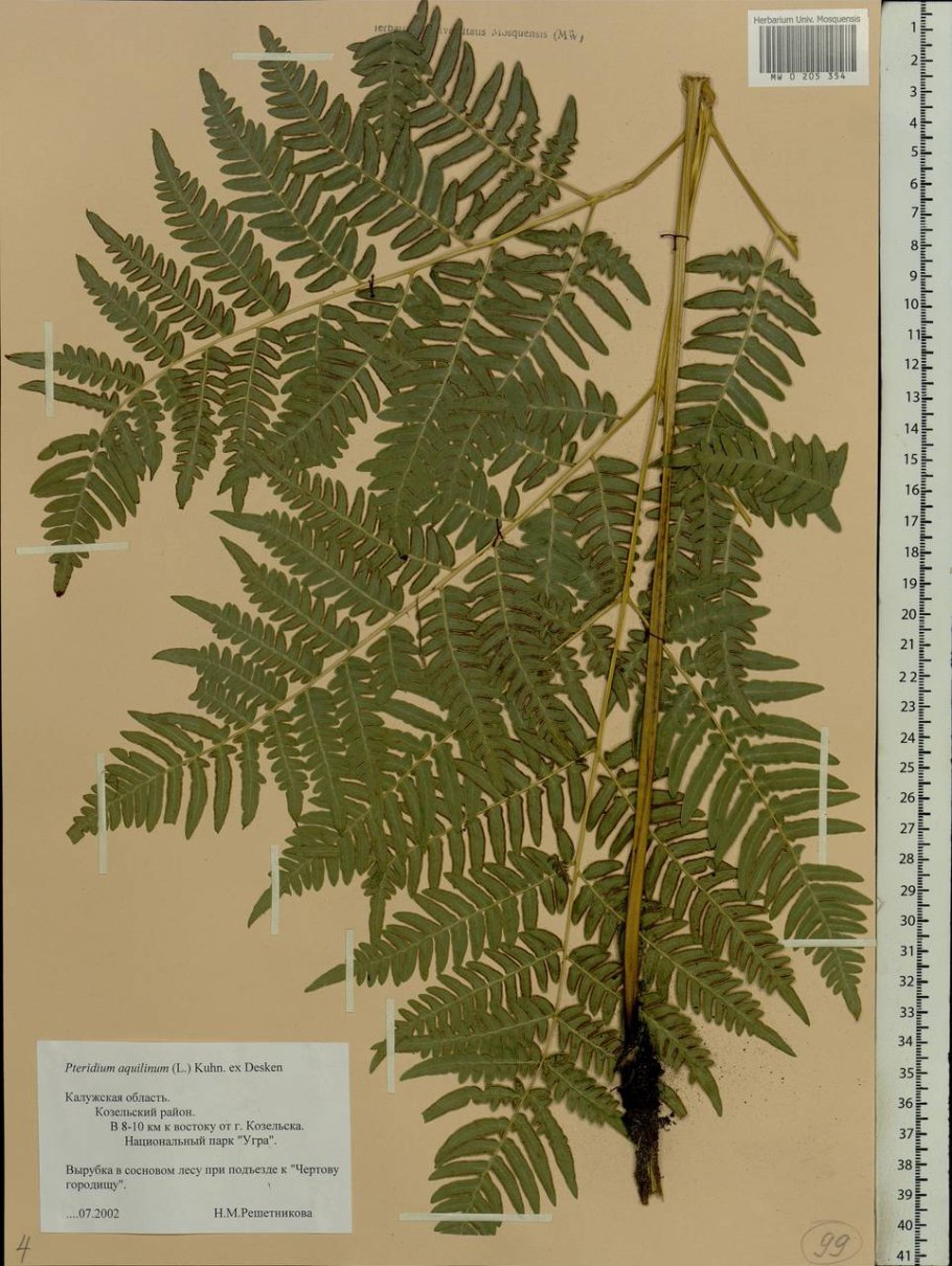 Гигрофит папоротник