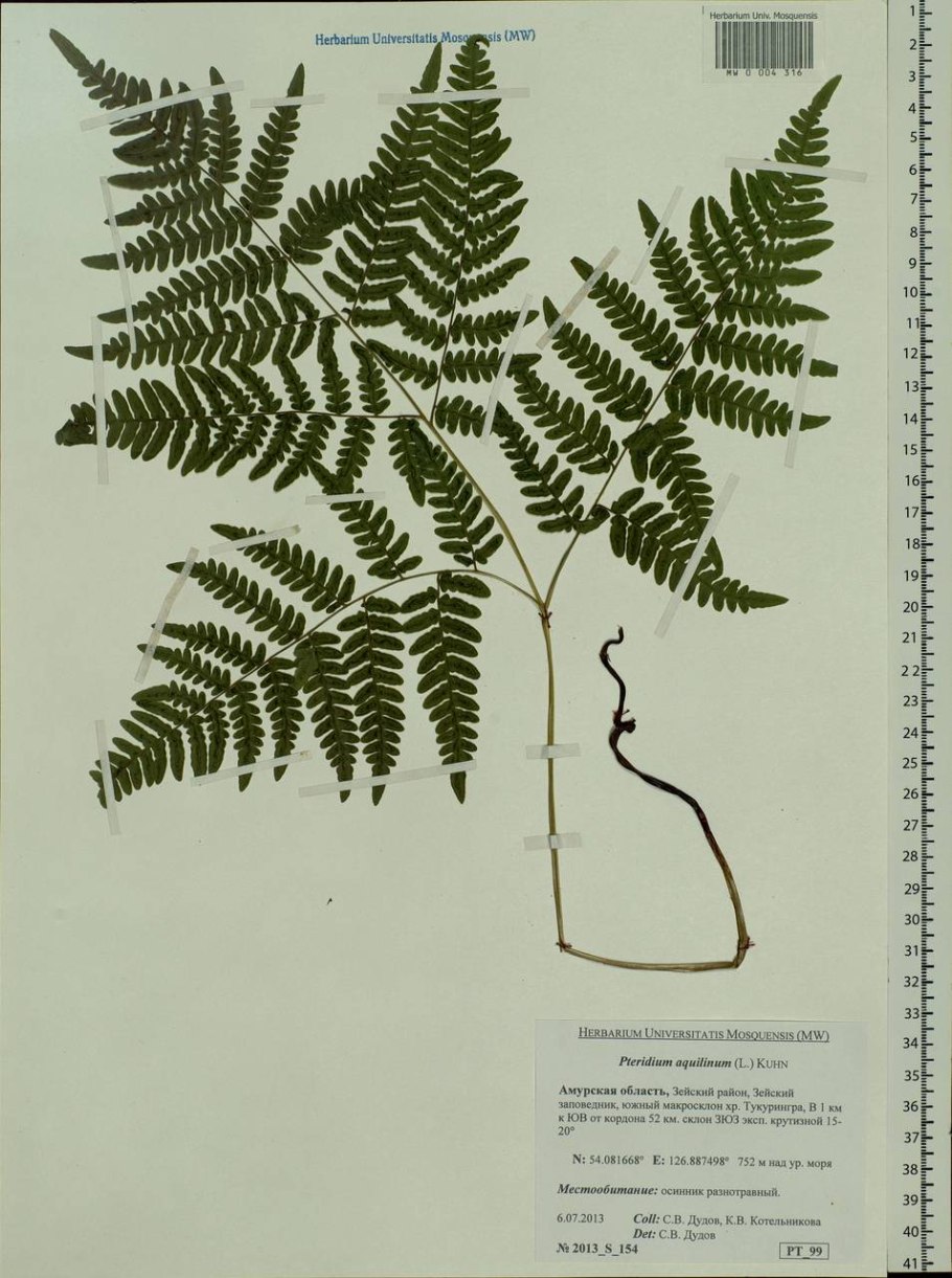 Орляк обыкновенный корневище