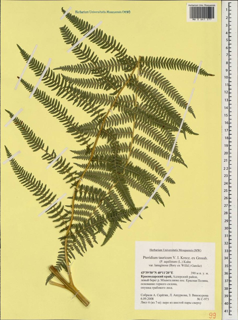 Щитовник минджилкенский