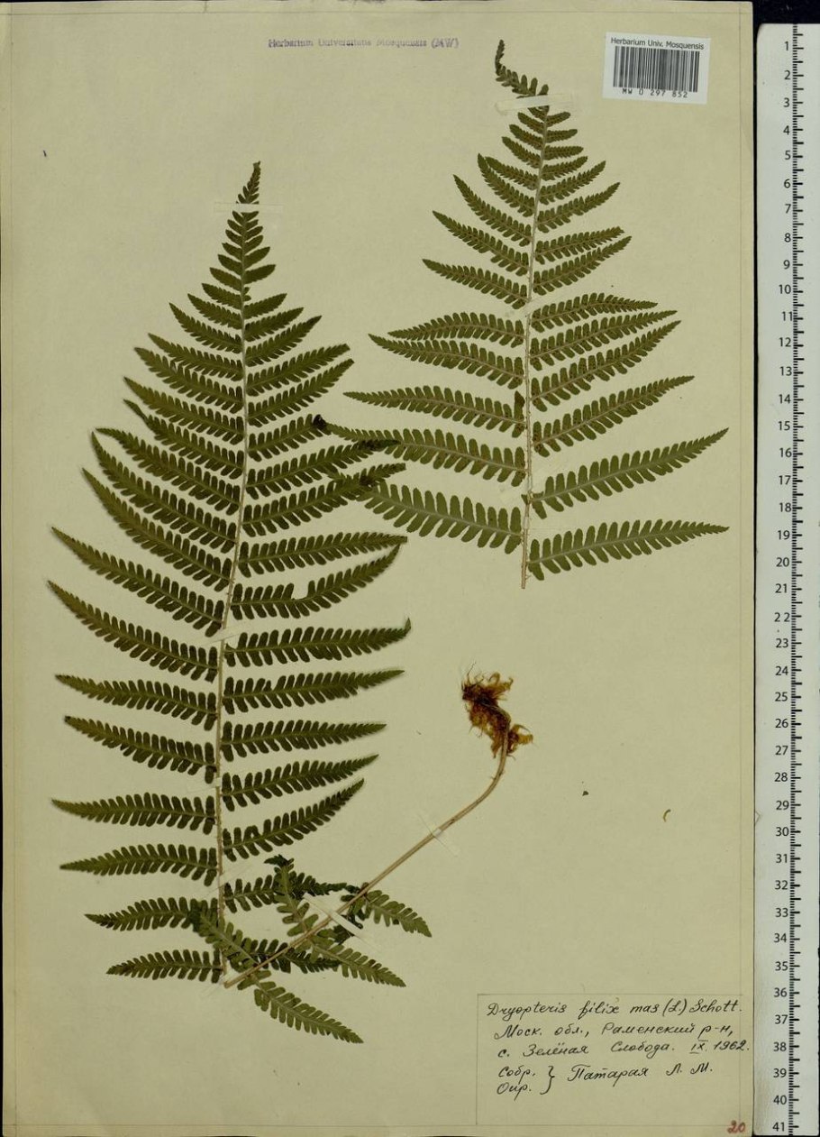 Цикл развития папоротника