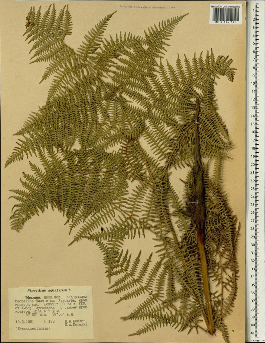 Папоротник Щитовник строение