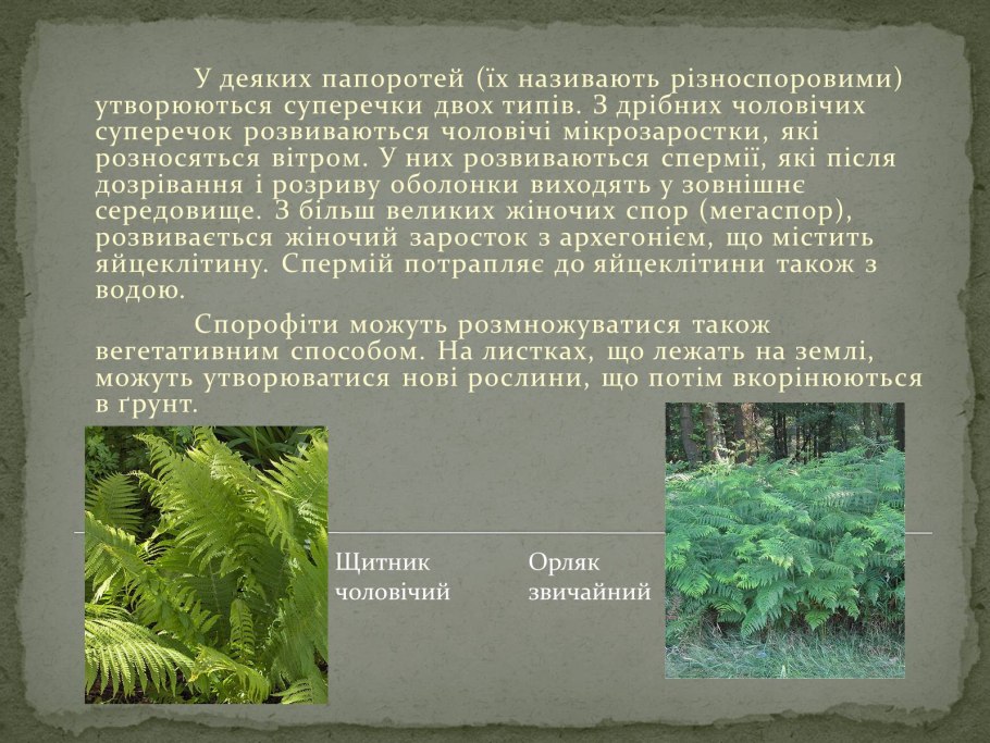 Папоротник орляк Дальневосточный