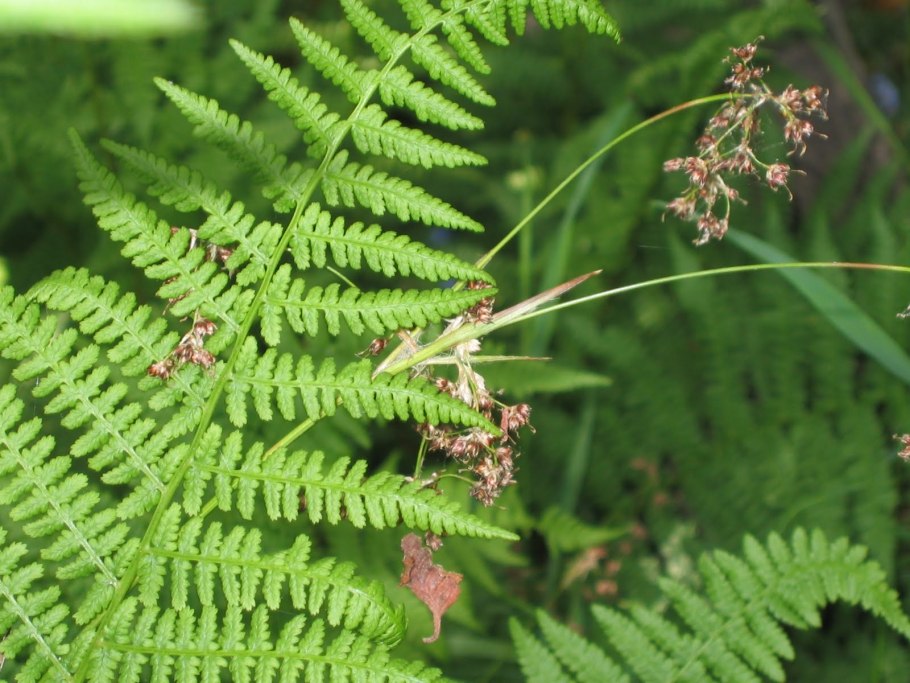 Папоротник на белом фоне