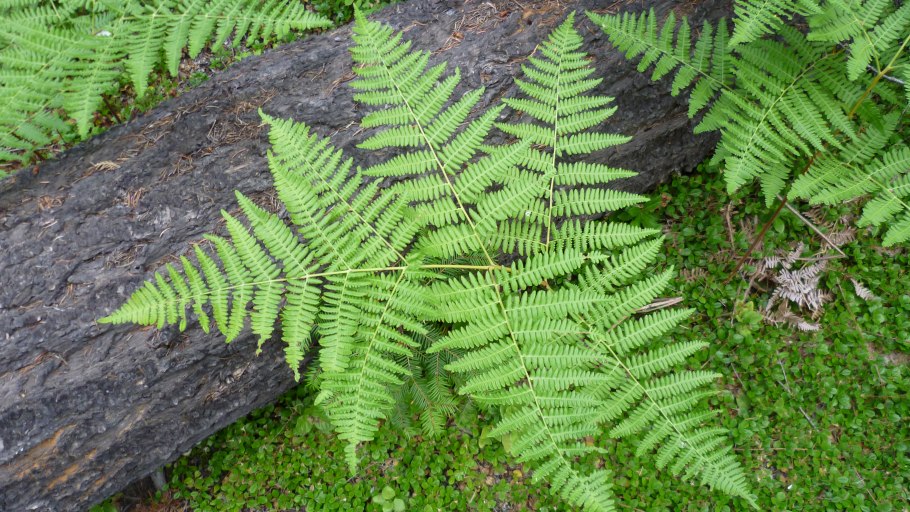 Папоротник орляк ростки