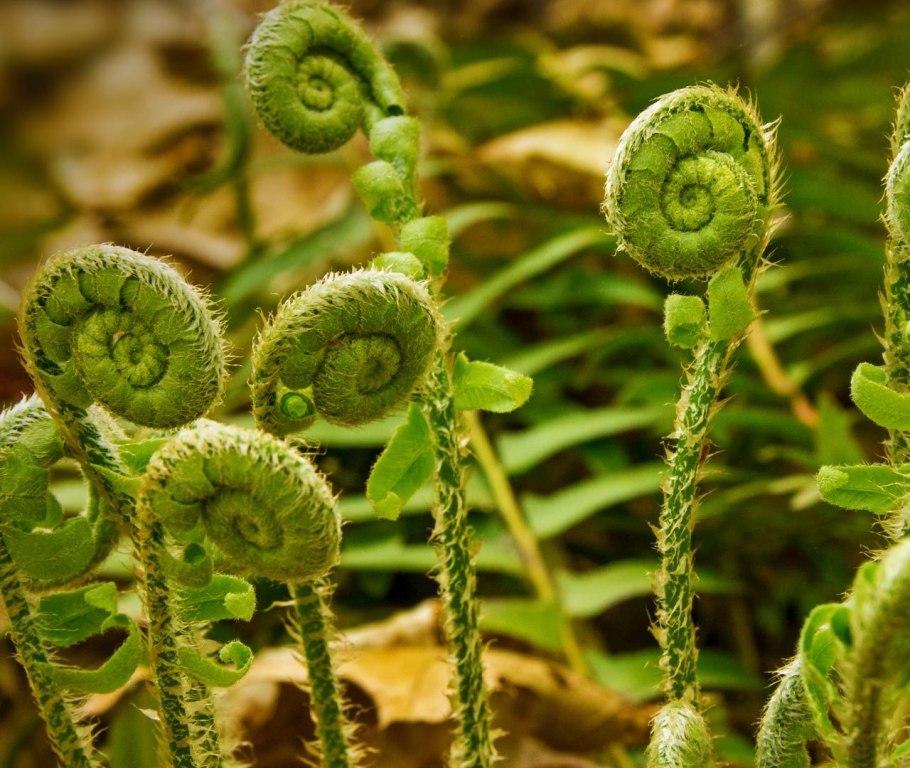 Папоротник страусник рахисы