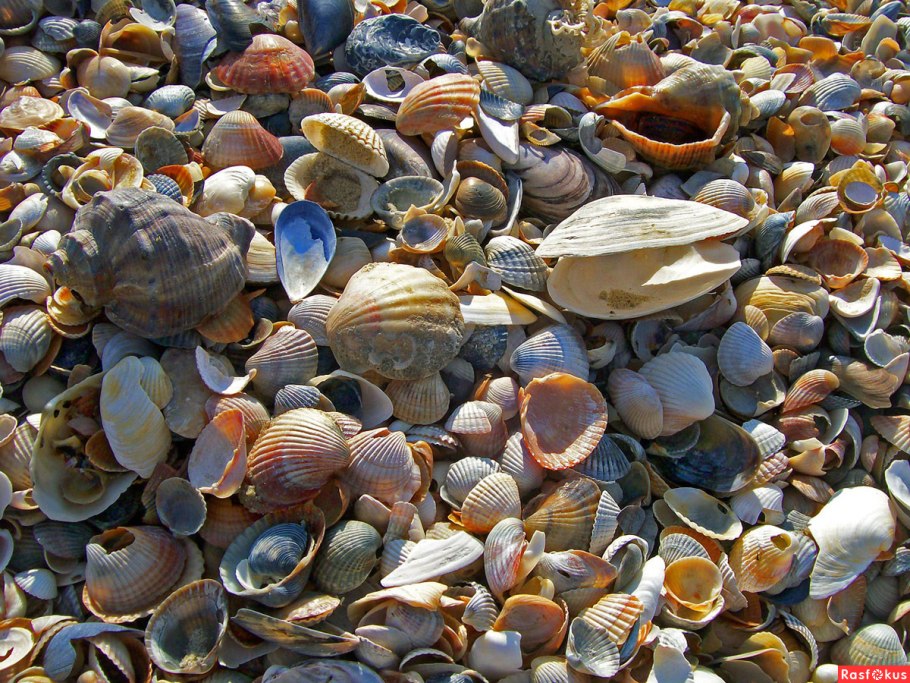Моллюски черного моря