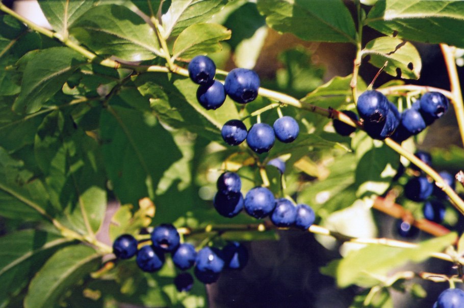 Волчье лыко (Волчеягодник обыкновенный)