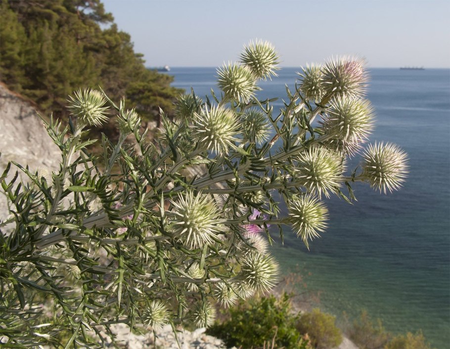 Триходесмиум водоросль