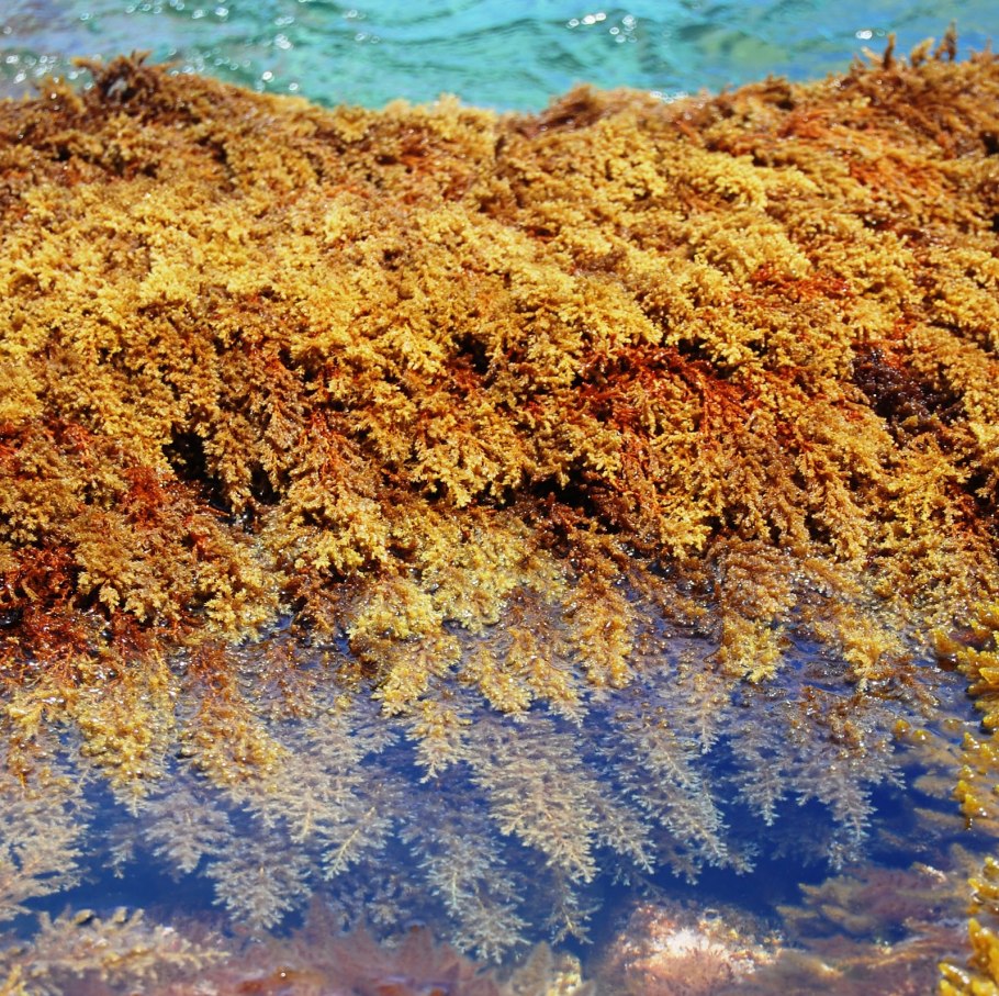 Цистозейра бородатая