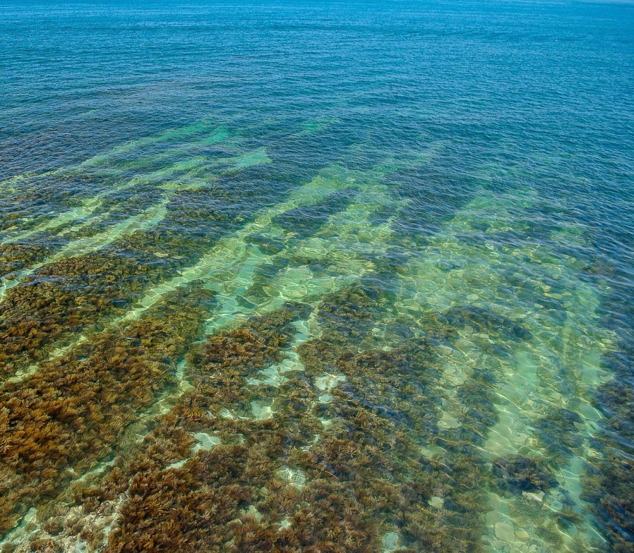 Море водорослей в черное море