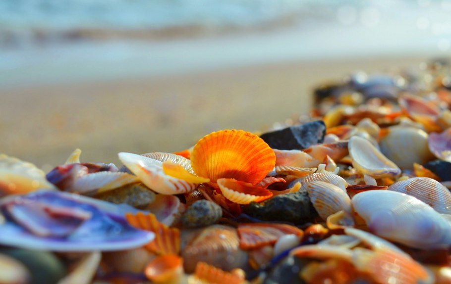 Крымский Кактус опунция