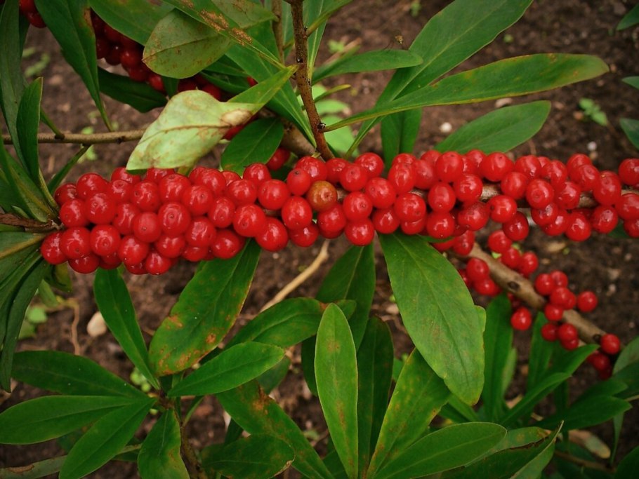 Бузина черная Кавказская