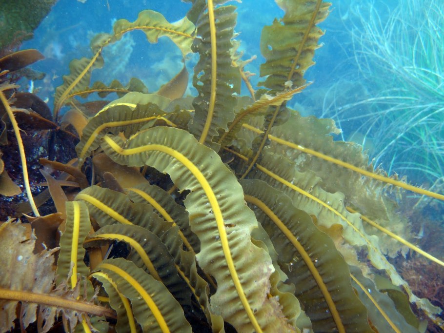 Алария бурые водоросли