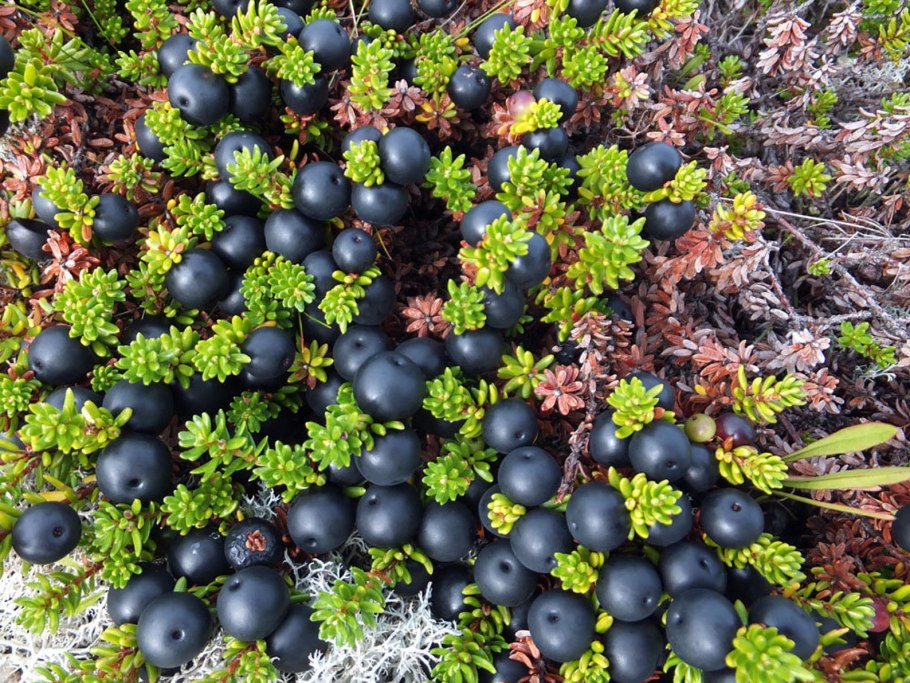 Жимолость Таежная