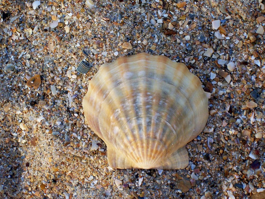 Вороника шикша