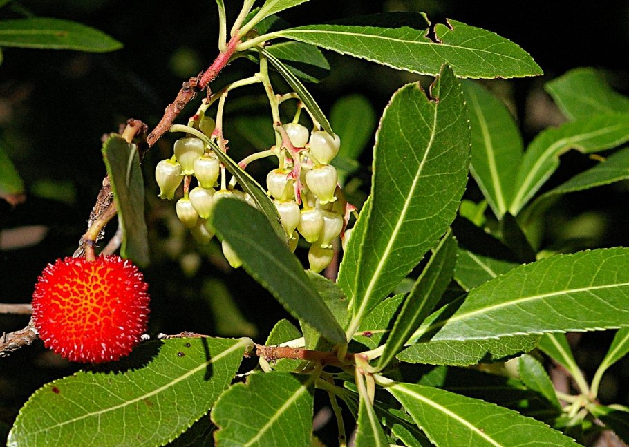 Фитолакка (Phytolacca Americana)