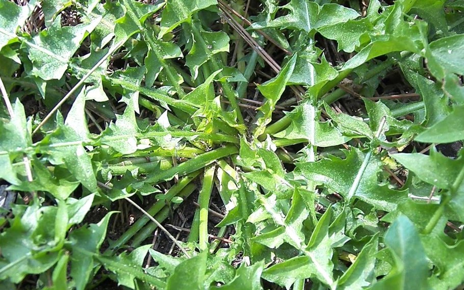 Дерен ягоды