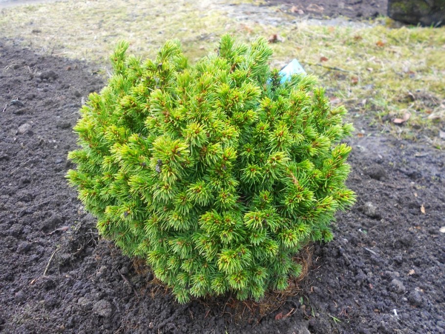 Picea Abies ''Dendrofarma Gold''