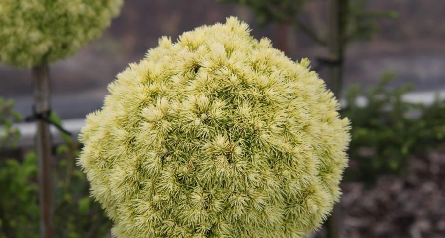 Ель Picea glauca Dendrofarma Gold