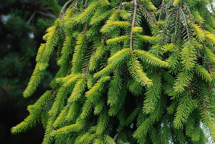 Ель Picea Abies Gold Finch