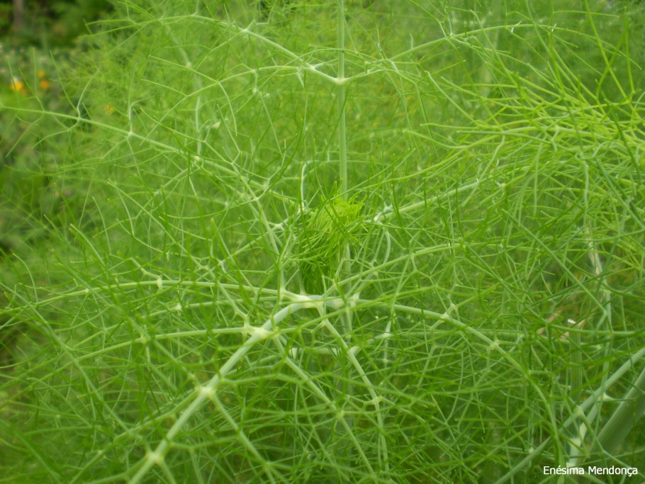 Укроп огородный пахучий