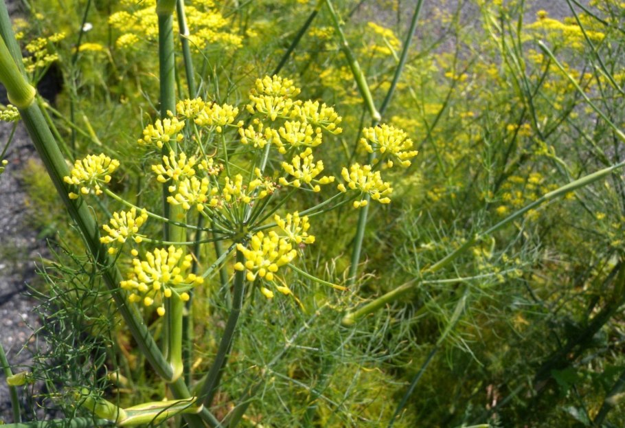 Foeniculum vulgare Ботаническая иллюстрациях