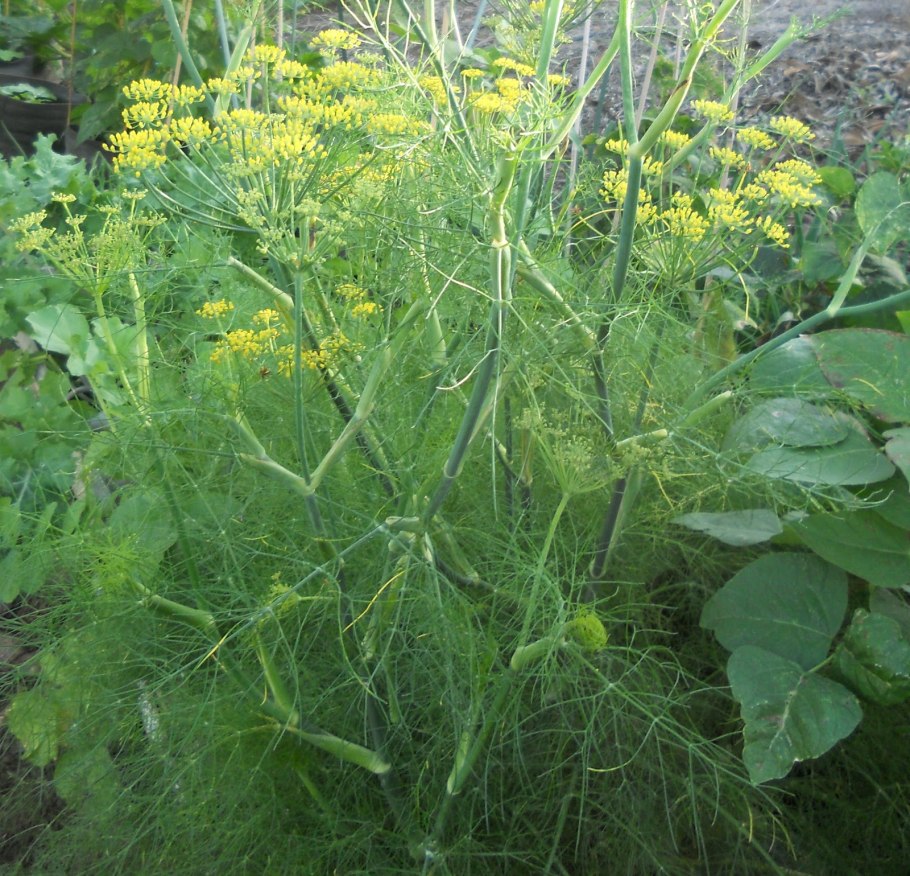 Фенхель обыкновенный Лидер Гавриш 0,5г