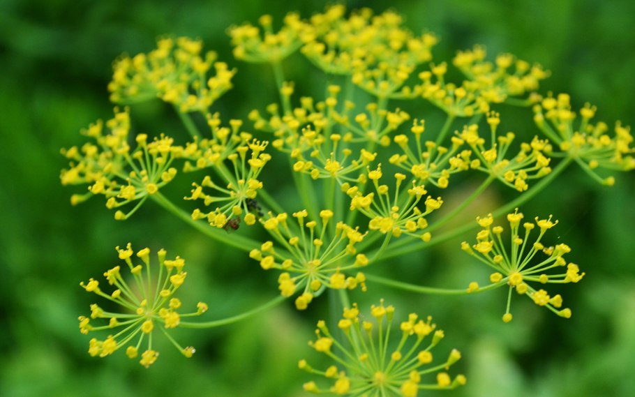 Фенхель в разрезе с описанием