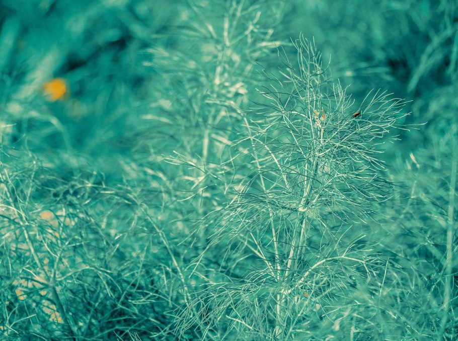 Фенхель зелень