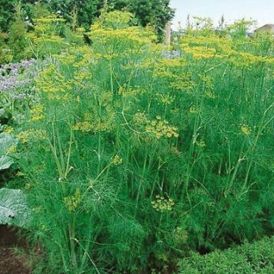 Любисток лекарственный Levisticum officinalis