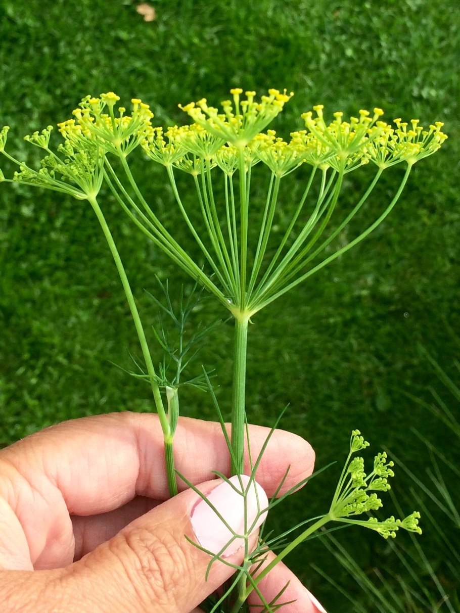 Фенхель. Foeniculum vulgare