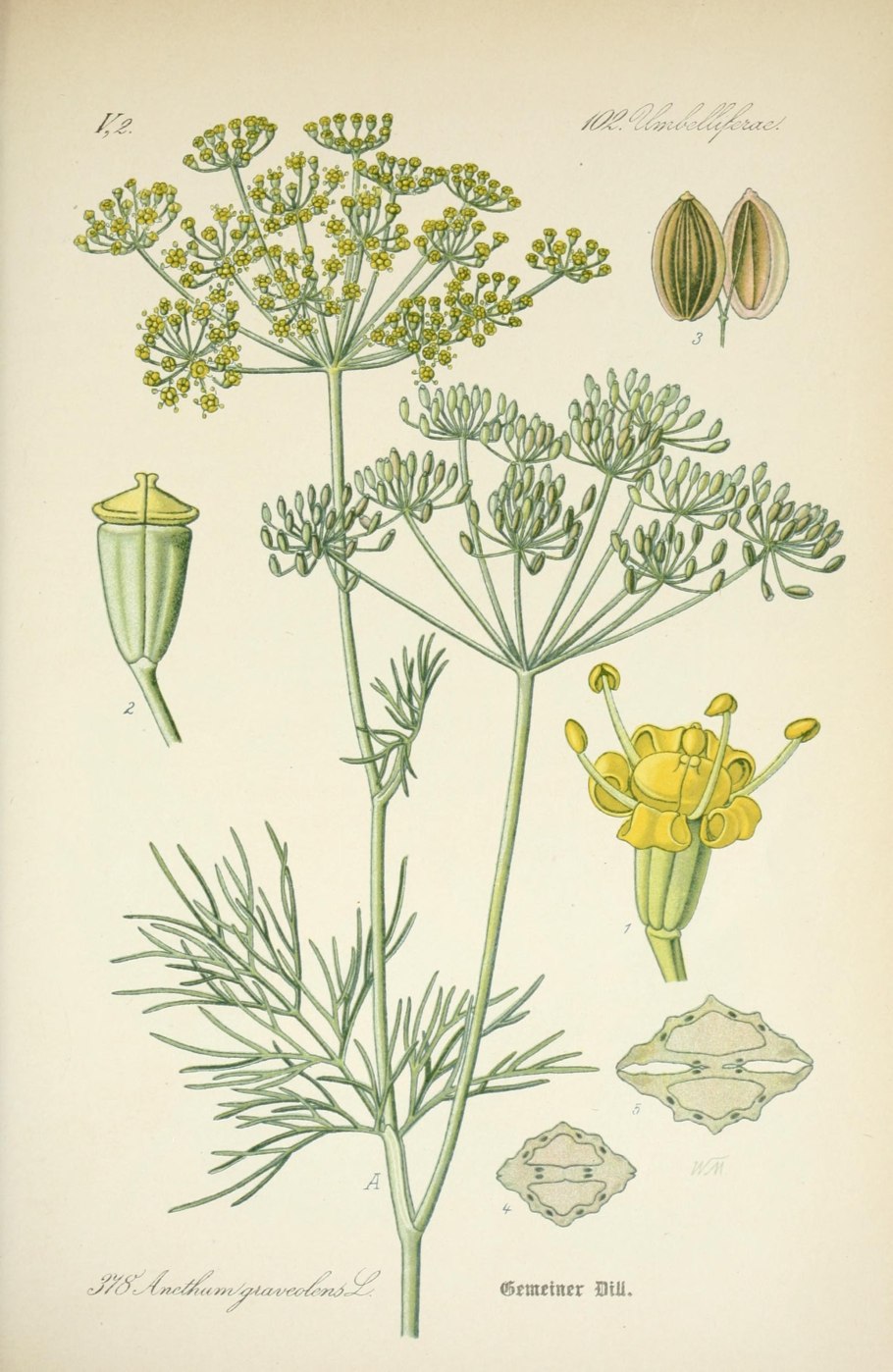 Фенхель датский Король