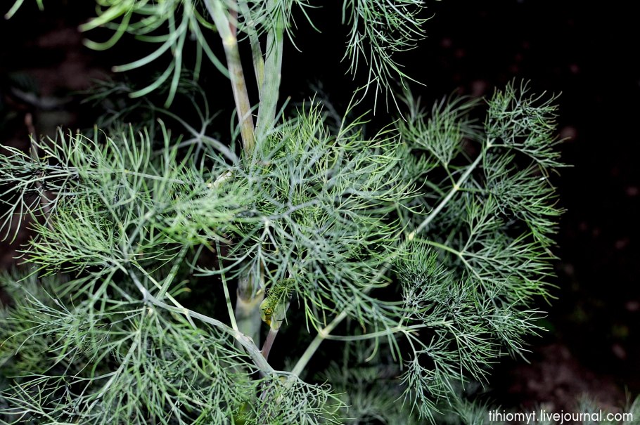 Тмин фенхель