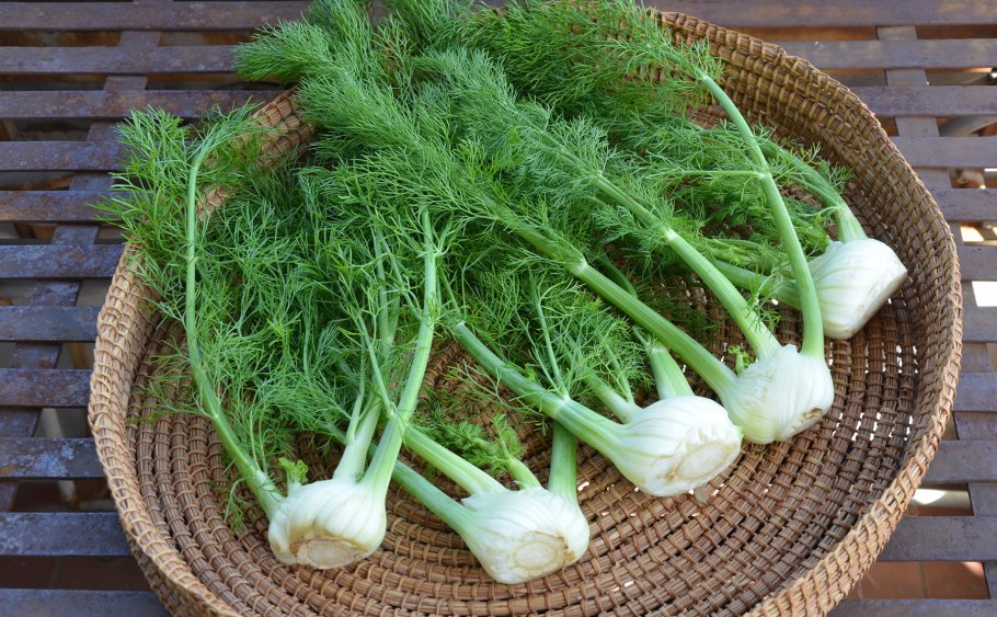 Векторный укроп