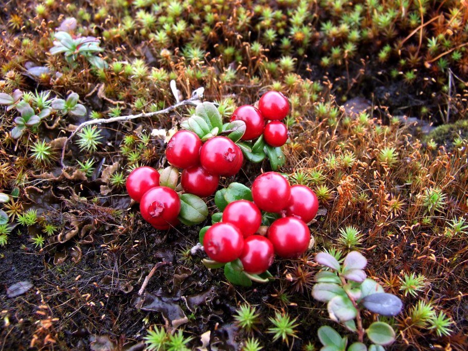 Брусника обыкновенная (Vaccinium Vitis-idaea)