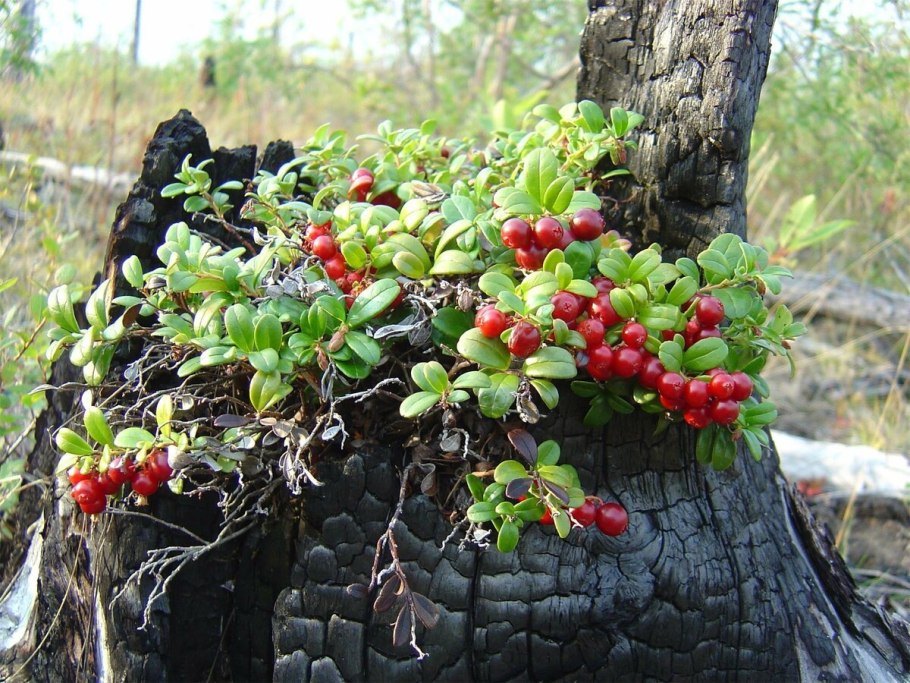Морошка Кольский полуостров