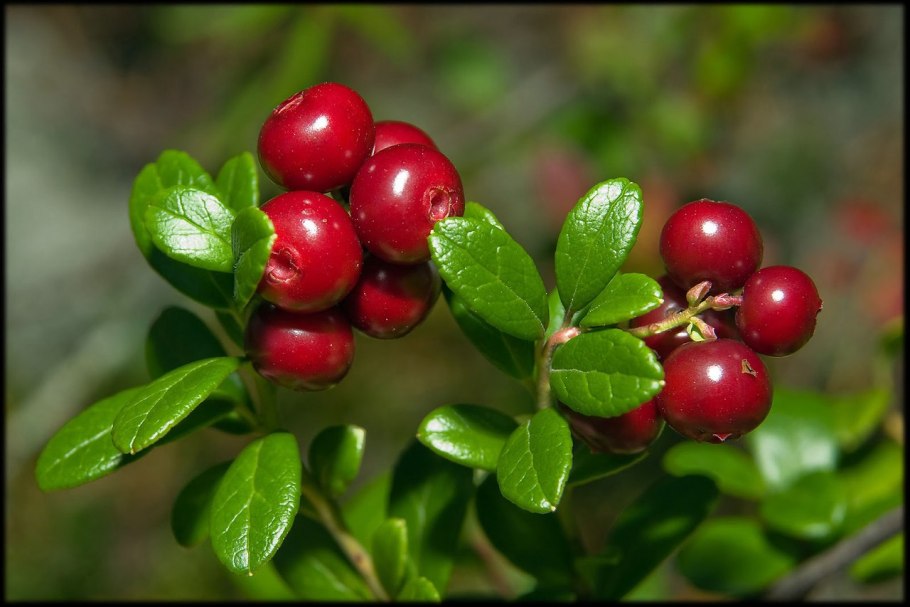 Брусника (Vaccinium Vitis-idaea)