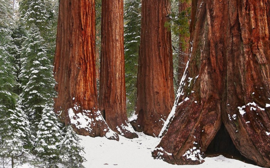 Секвойя зимой обои