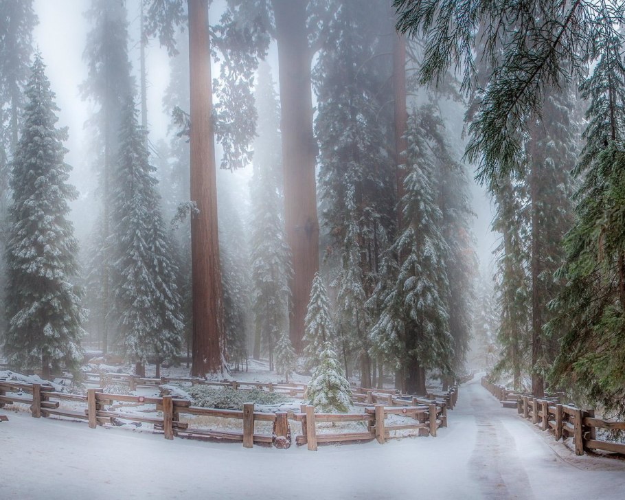 Сьерра-Невада секвойи зима