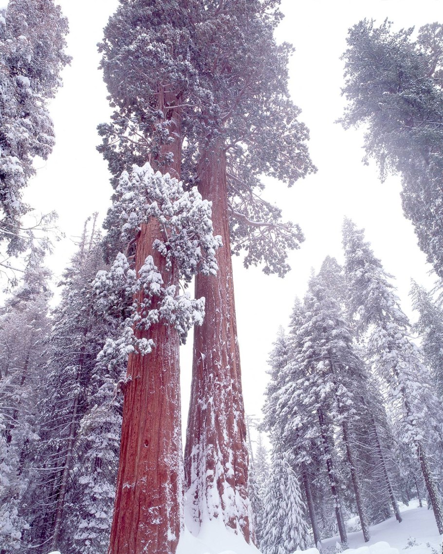 Секвойи в снегу