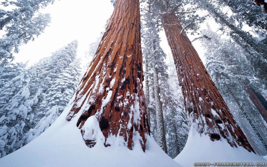 Зимний лес секвой издалека