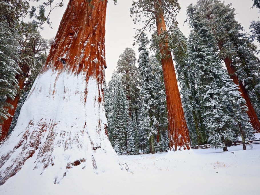 Секвойя зимой